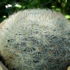 Mammillaria _candida_ 02